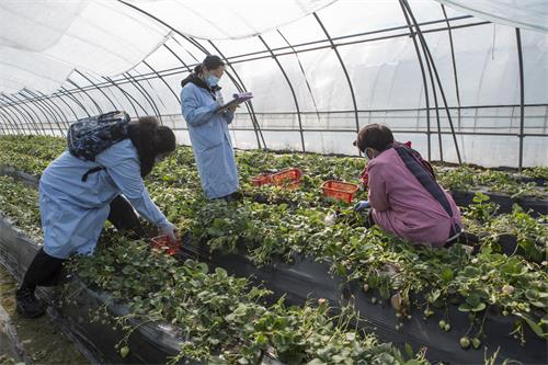 市农业农村局三步走保障疫情防控期间农产品质量安全