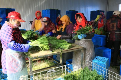 乡村妇女的增收新路 镇办企业里，六小时换来四十元与出口的韭菜